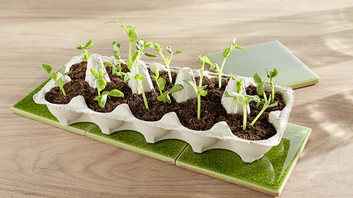 Grüner Tipp: Anzuchtbeet im Eierkarton