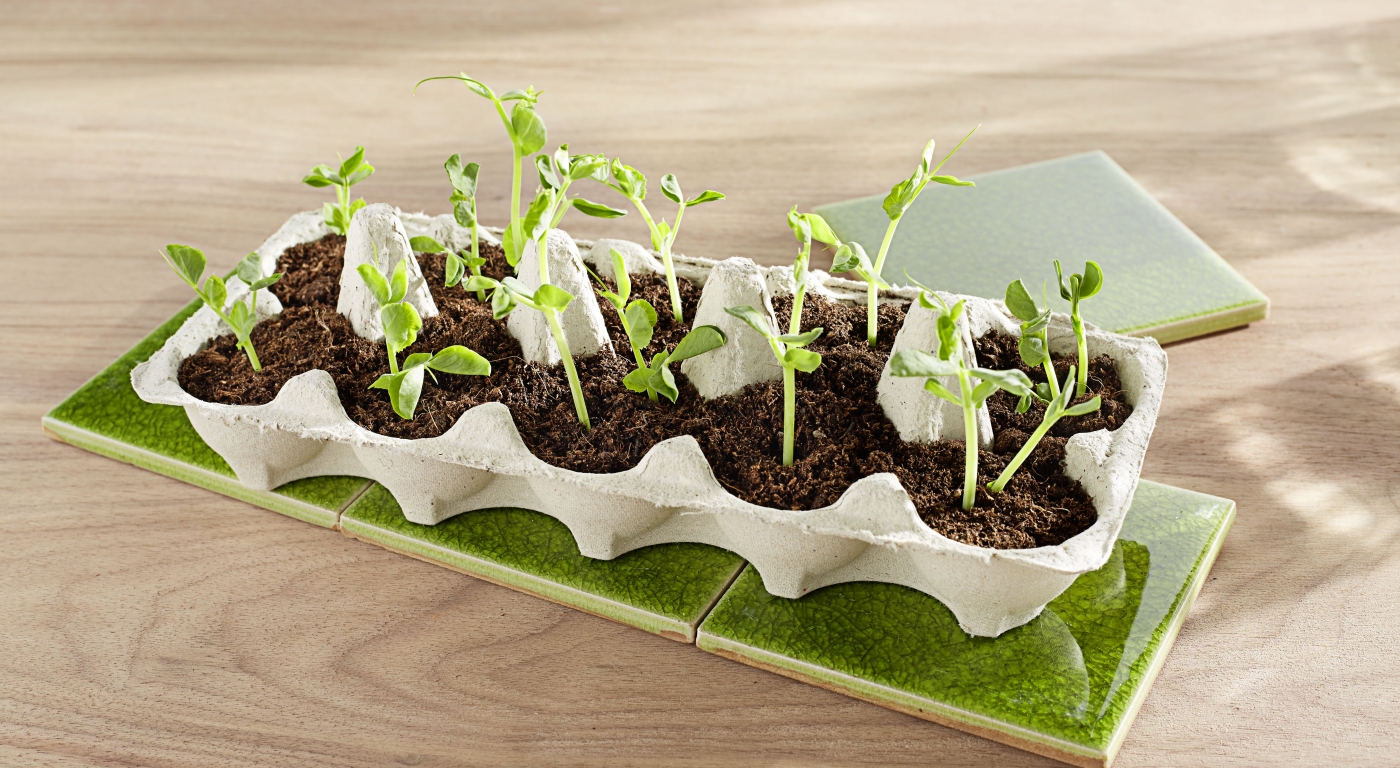 Grüner Tipp: Anzuchtbeet im Eierkarton
